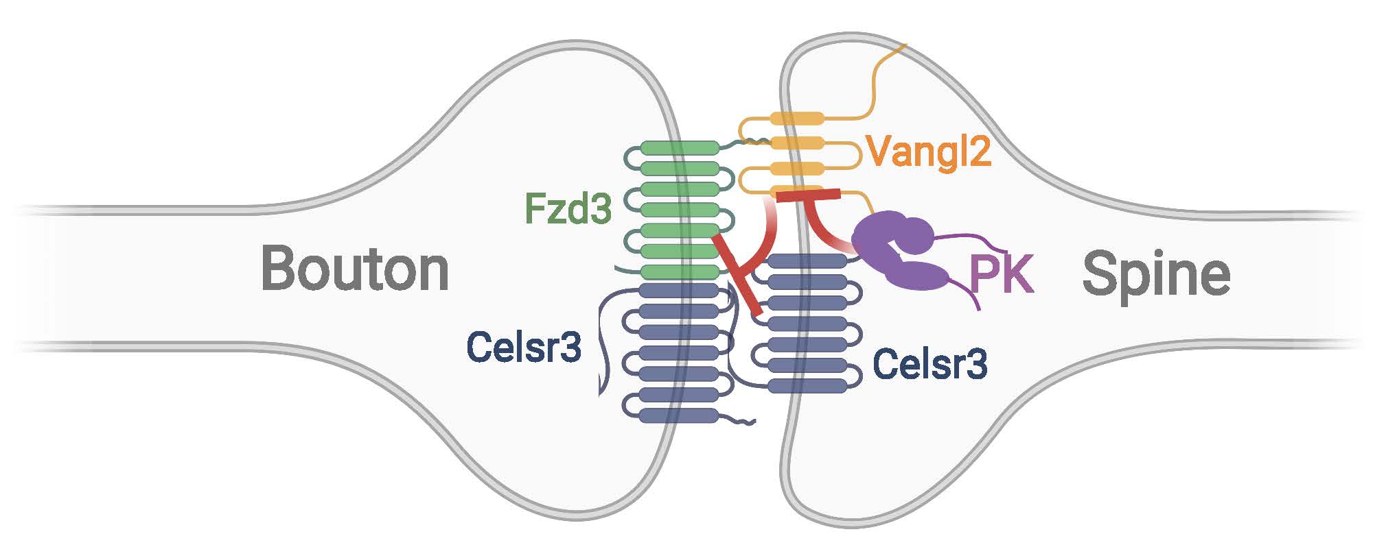 Image shows the localization and function of PCP proteins in regulating synapse numbers. Vangl2 causes synapse disassembly and Prickle antagonizes Vangl2 and promotes synapse stability. Fzd3: Frizzled3; PK: Prickle.  