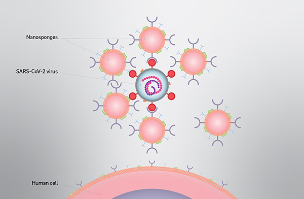 Illustration: Nanosponges attacking and neutralizing the SARS-COV-2 virus