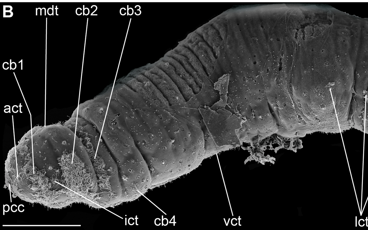 The marine worm Trilobodrilus ellenscrippsae 