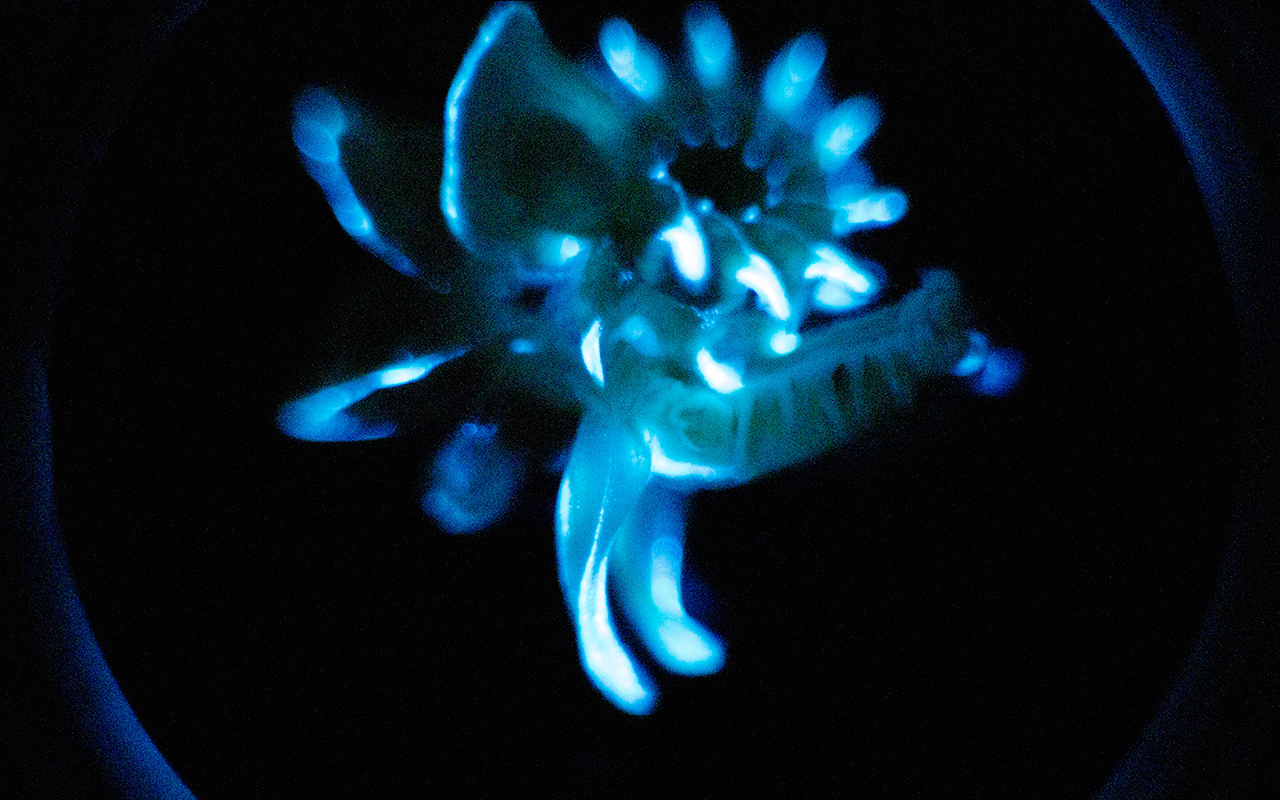 A bioluminescent Chaetopterus in the lab