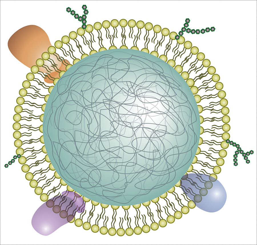 neutrophil nanosponge cartoon