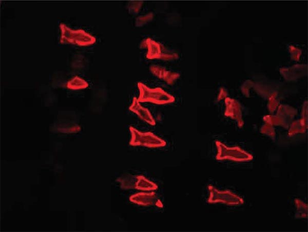 Fluorescent Microfish Image