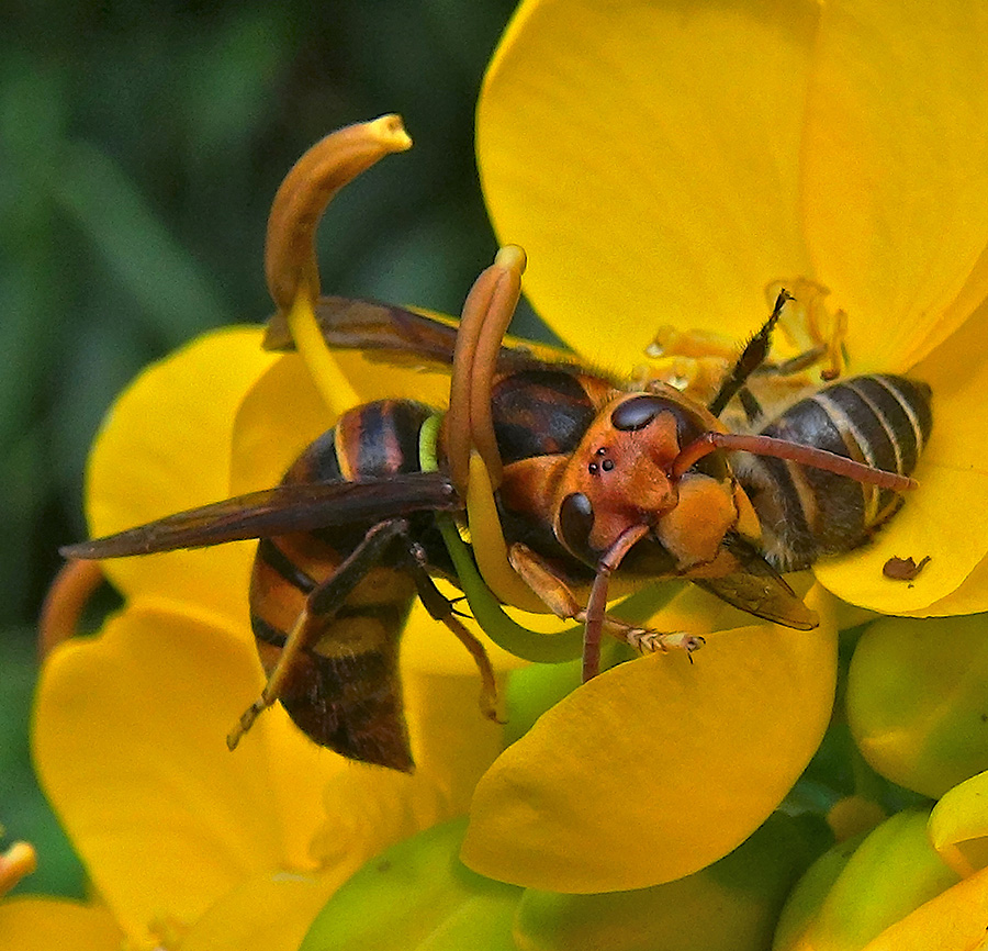 Luring Hornets Scientists Unlock Sex Pheromone Of