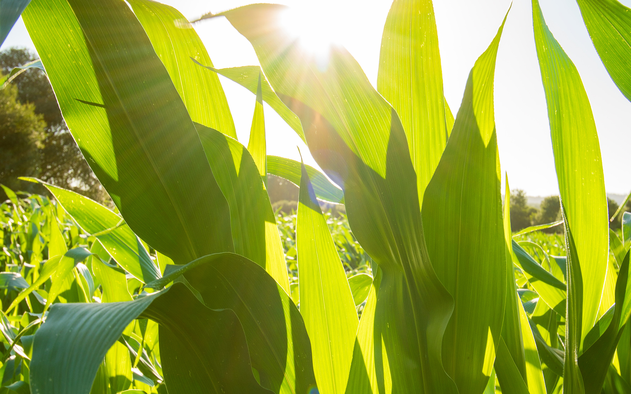 Corn field, sunlit background
