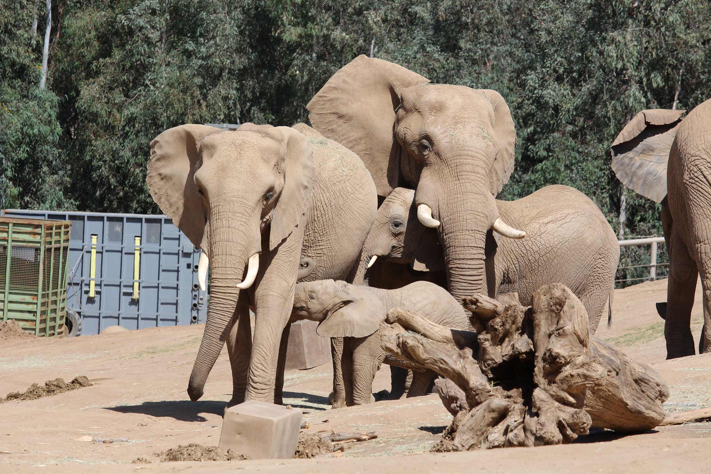 Elephants at the Safari Zoo in San Diego