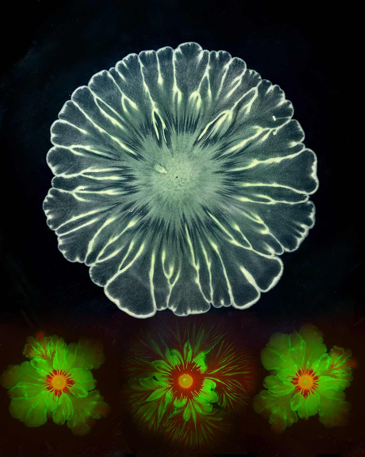 bacterial flower