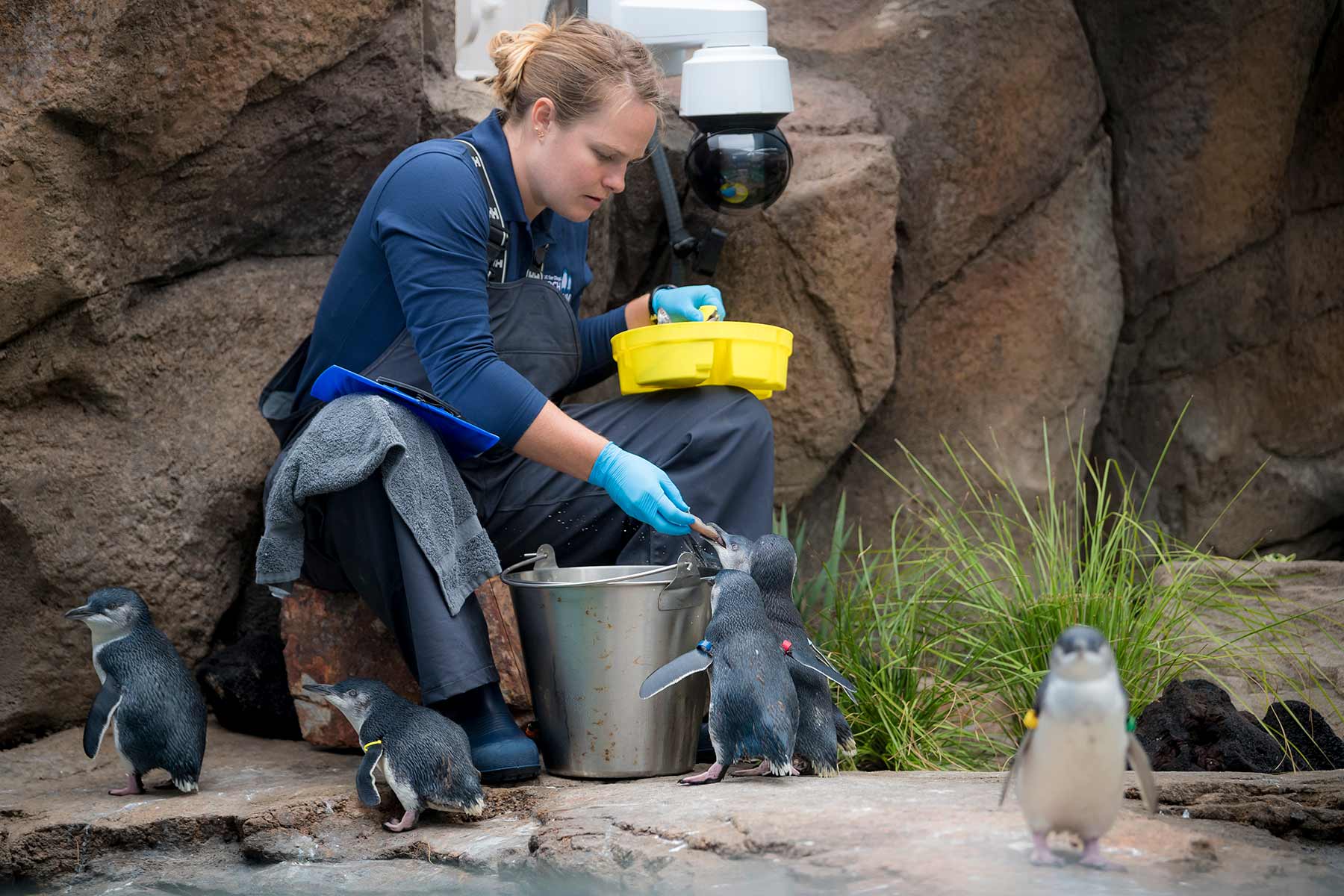 Little Blue Penguins are fed by an aquarist at the exhibit.