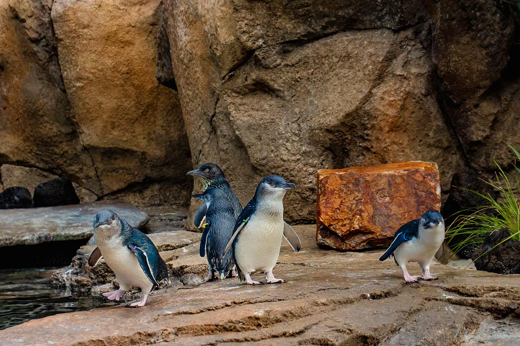Penguins gather near the rocky shore area of the new habitat. Photo by Jordann Tomasek.