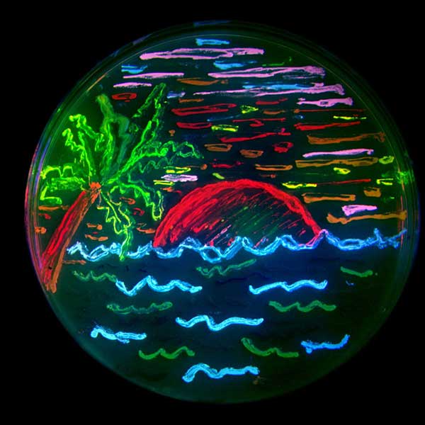 fluorescent artwork in petri dish