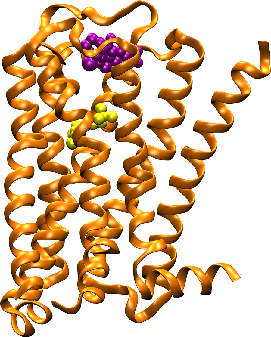 M2 muscarinic acetylcholine receptor